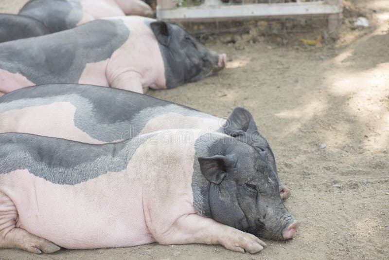 Pig in livestock farm. stock photo
