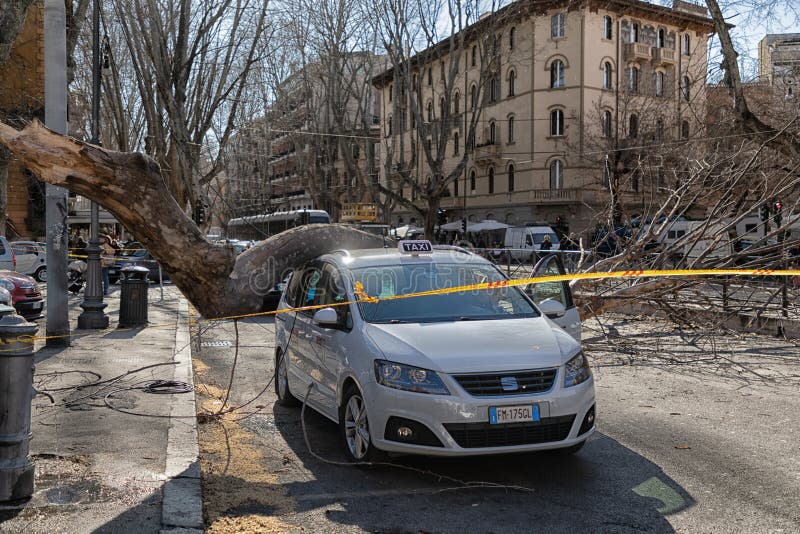 Rome, Italy - February 23 2019: Large, old tree falls in the street because of the ctrong wind blocking traffic and destroying a royalty free stock image