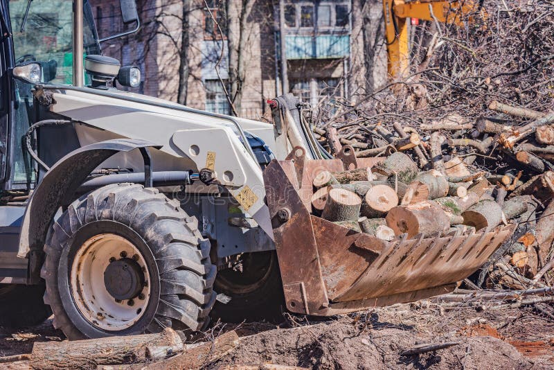 Sawed off sections of thick round tree trunks in the tractor bucket stock photo