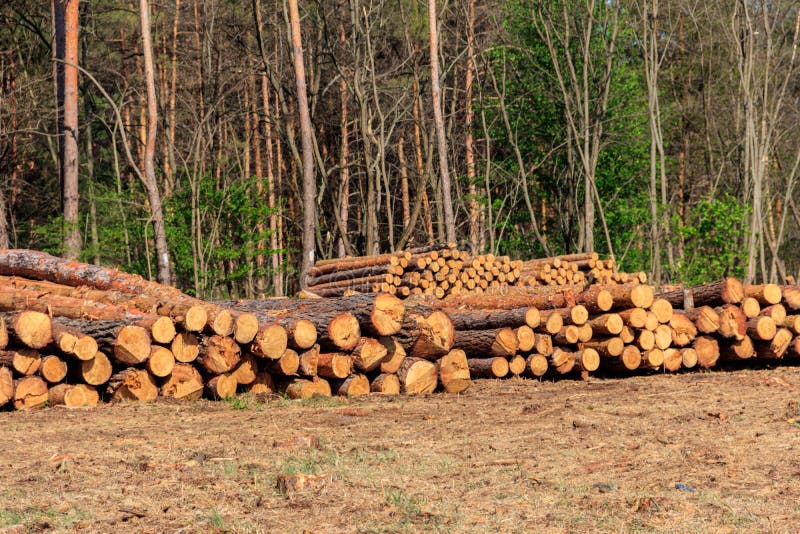 Stacked tree trunks felled by logging timber industry in pine forest stock photography