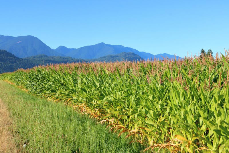 Summertime Sweet Corn in BC, Canada. Thick and bountiful, acres of sweet corn in southern British Columbia, Canada will soon be ready for harvesting royalty free stock photography