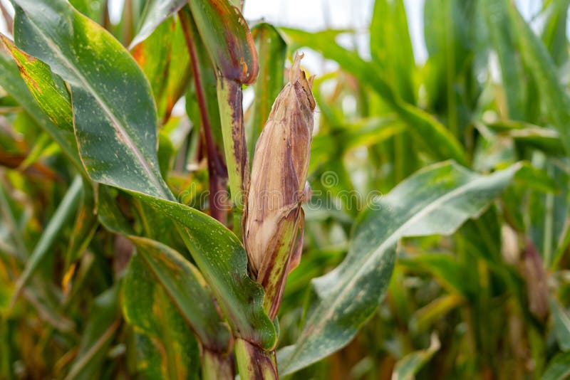 Sweet corn cob field not yet ready collection.  stock photography