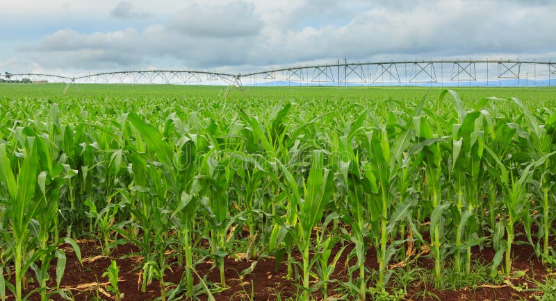 Sweet corn crop in Australia. A sweet corn crop in Queensland, Australia, with irrigation systems in distance stock photography