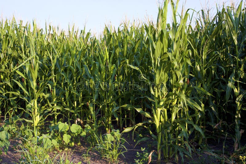 Sweet Corn in Field 803465. Sweet Corn ears unpicked in field in Sugar Grove Illinois   803465  Zea mays stock photography