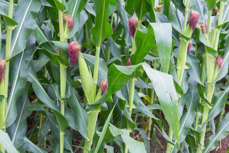 Sweet corn. In the garden stock photos