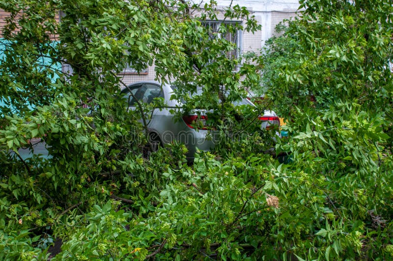 A tree fell on a car during a hurricane stock images