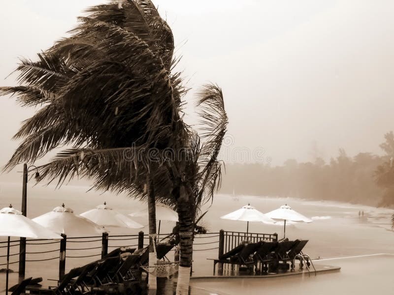 Tropical hurricane, resort, palms. royalty free stock photos