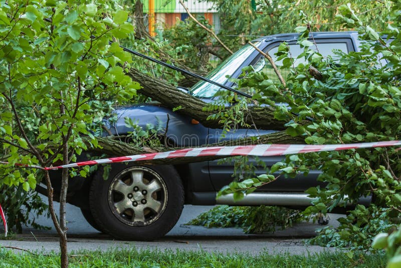 A very large broken tree fell on a car during a hurricane. Destruction after a gale. Accident. stock photos