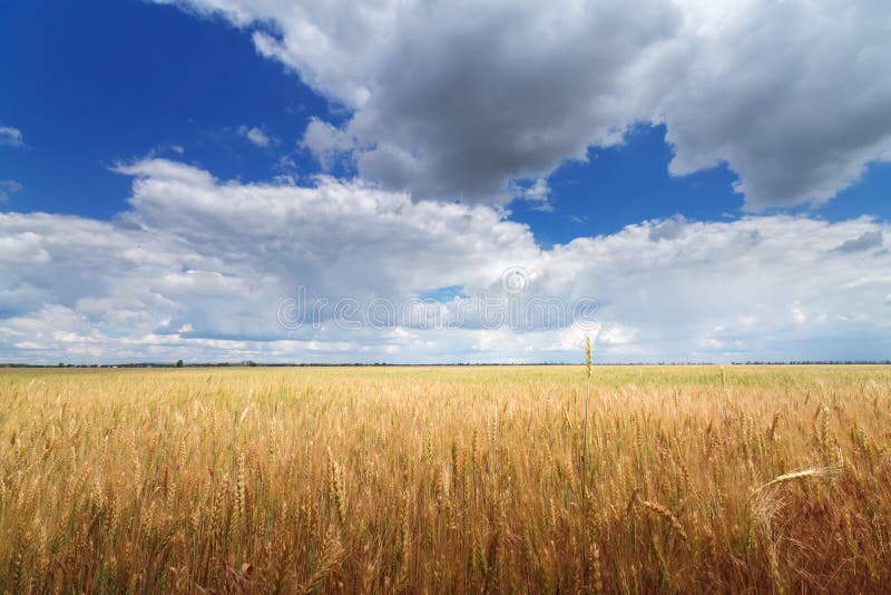 Wheat field / wheat field on the background cornfield Ukraine. Wheat field on the background cornfield Ukraine royalty free stock photo