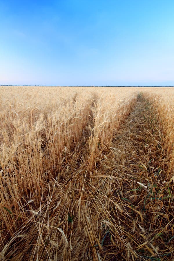 Wheat field / wheat field on the background cornfield Ukraine. Wheat field on the background cornfield Ukraine stock photo