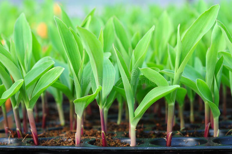 Young green corn, maize, sweet corn seedling. In pod for experiment stock image