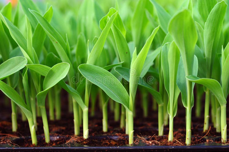 Young green corn, maize, sweet corn seedling in po. D close up royalty free stock photos