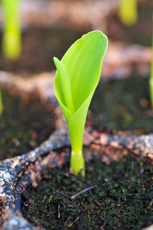 Young green corn, maize, sweet corn seedling in pod for experiment. Close op stock photo