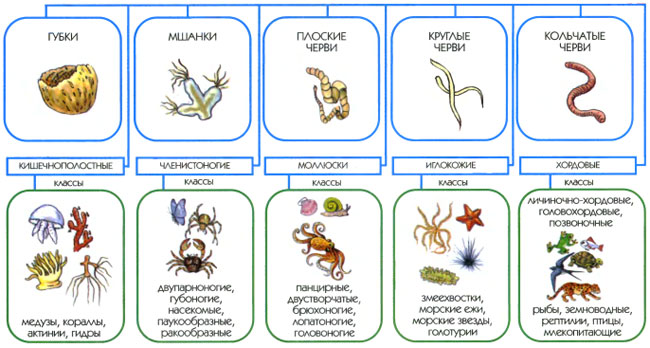 классификация животного мира: типы животных